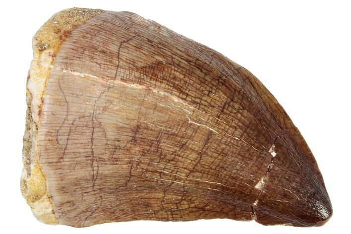 Fossil Mosasaur (Prognathodon) Tooth - Morocco #249724